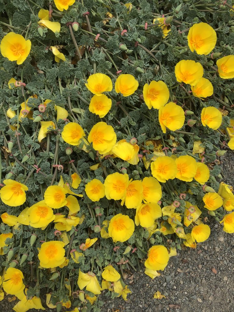 Nahaufnahme von Eschscholzia californica (Kalifornischer Mohn) mit gelben Blüten, dekorativem graugrünem Laub und zahlreichen Blütenknospen.