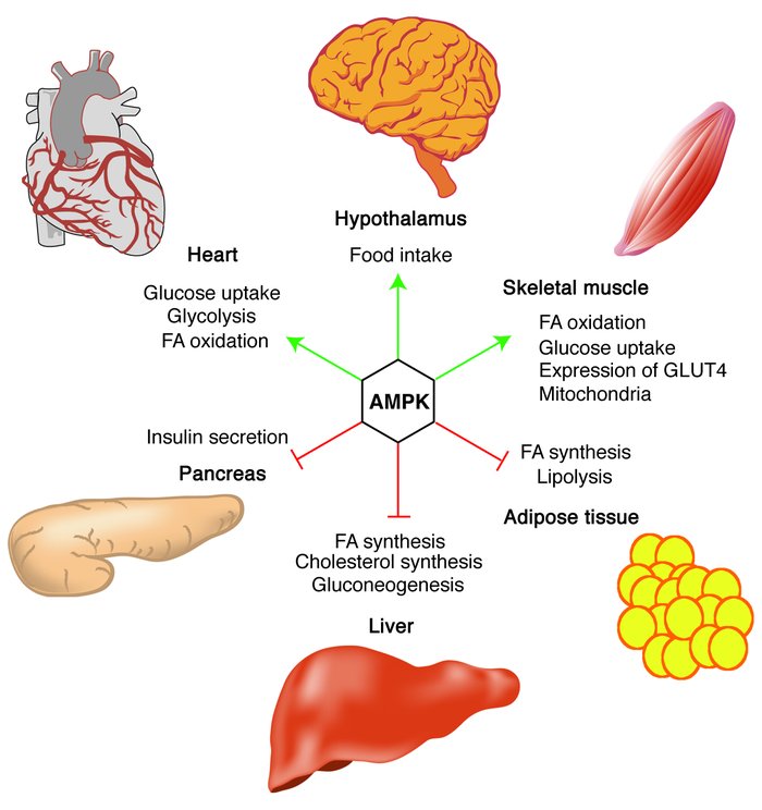 Infografik zur AMPK (AMP-aktivierte Proteinkinase): Aktivierung reguliert Glukoseaufnahme, Fettstoffwechsel und Energiehaushalt in Gehirn, Herz, Leber, Skelettmuskel, Fettgewebe und Bauchspeicheldrüse.