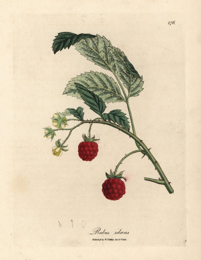 Historische botanische Illustration einer Himbeerpflanze (Rubus idaeus) mit gezackten grünen Blättern, kleinen gelblich-weißen Blüten und zwei reifen roten Himbeeren an einem gebogenen, leicht bestachelten Zweig.