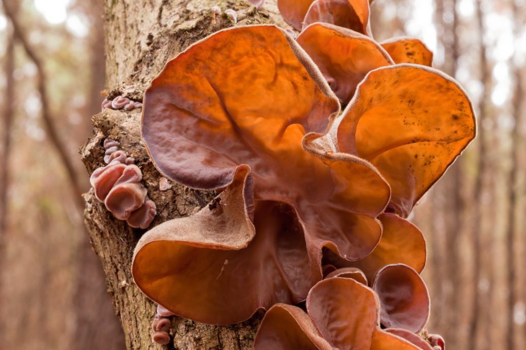 Fruchtkörper des Judasohrs (Auricularia auricula-judae) an einem Laubbaum mit typischer gallertartiger Struktur.
