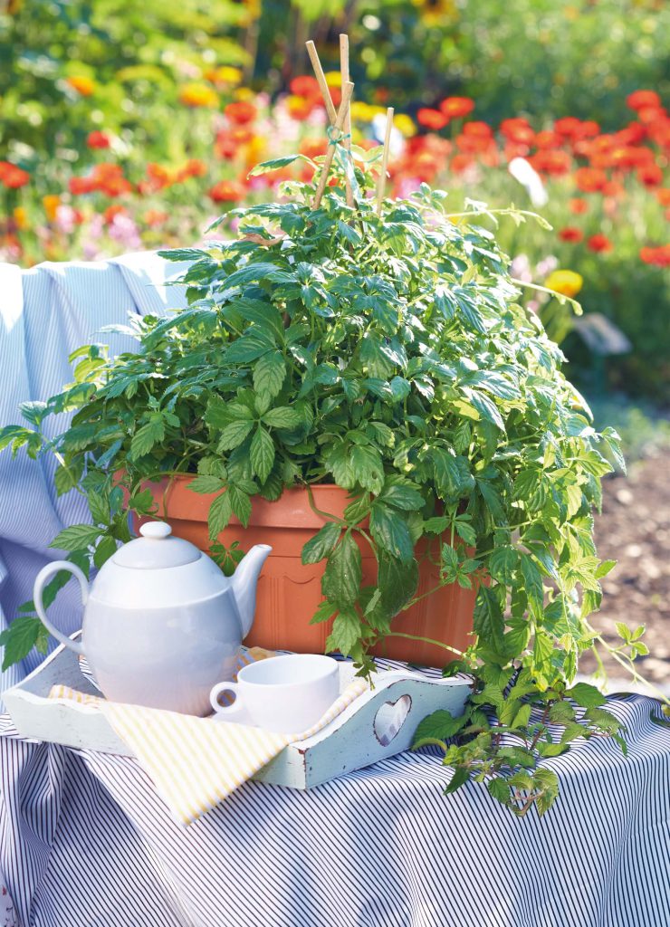 Jiaogulan (Gynostemma pentaphyllum), auch Kraut der Unsterblichkeit, als Topfpflanze im Garten mit Teekanne und Tasse für Jiaogulan-Tee.