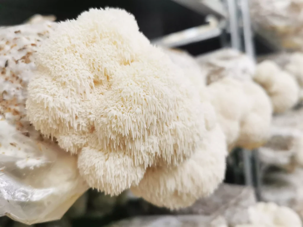 Hericium (Igelstachelbart) wächst auf einem Substratblock in einer Pilzzucht.