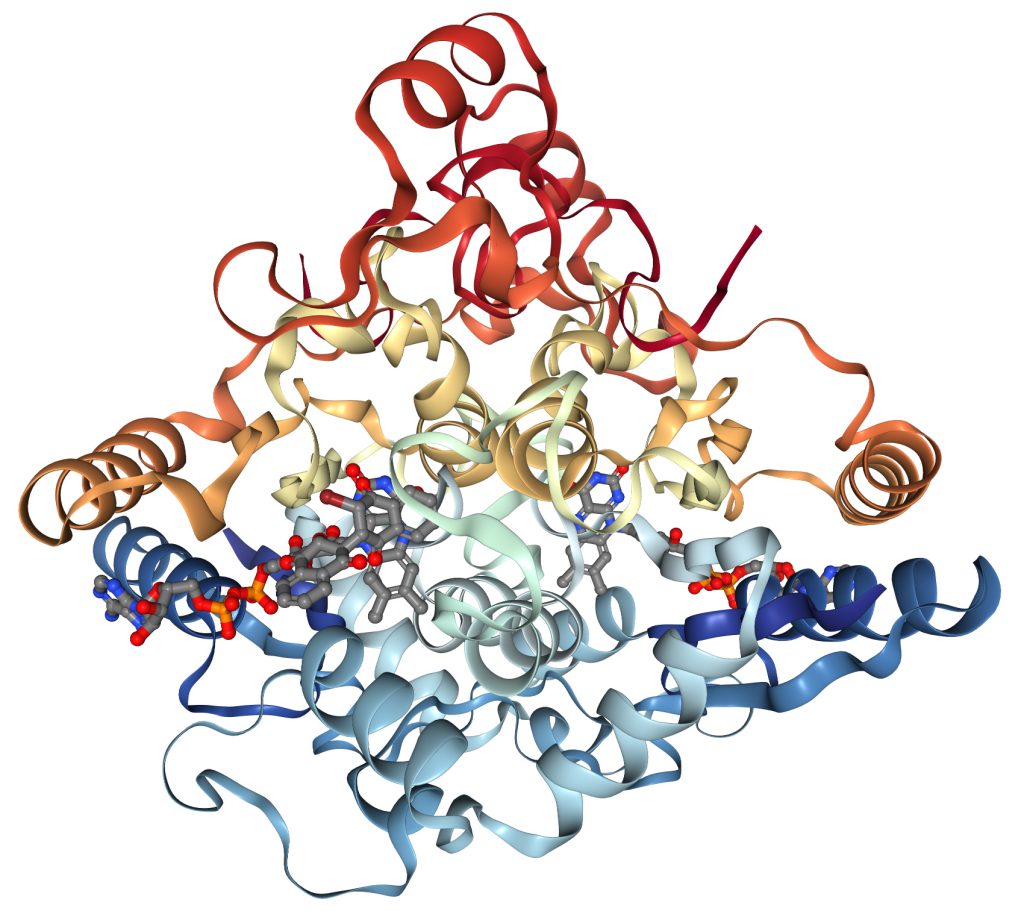 3D-Modell des Enzyms NQO1 (NAD(P)H:Chinon-Oxidoreduktase 1), das in der Forschung zu β-Lapachon und anderen Chinon-Verbindungen aus dem Lapacho-Baum untersucht wird.