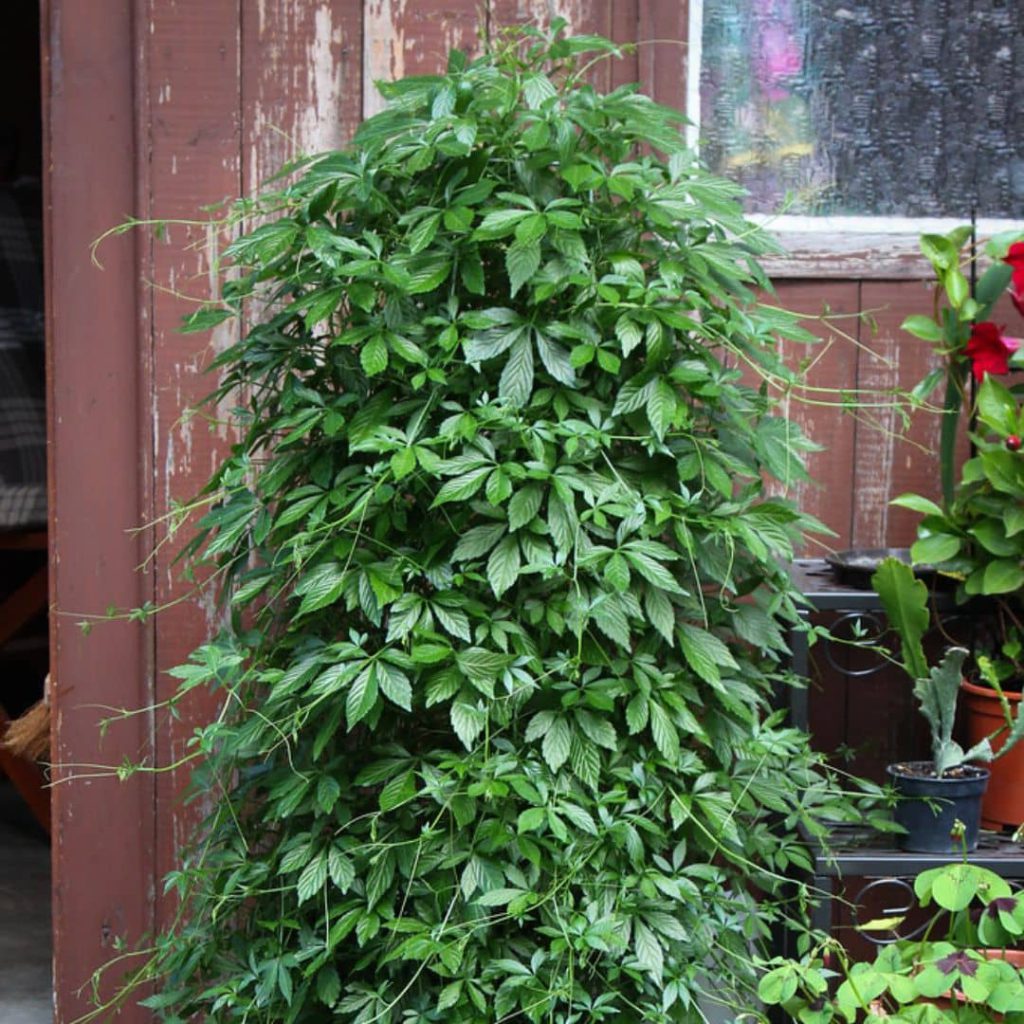 Nahaufnahme von Jiaogulan (Gynostemma pentaphyllum) mit kleinen grünlich-weißen Blüten und unreifen grünen Beerenfrüchten.