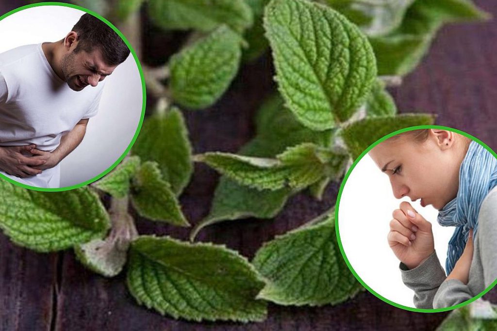 Collage mit Muña (Minthostachys mollis), Nahaufnahme der Blätter sowie Symbolbildern einer Person mit Bauchschmerzen und einer hustenden Frau.