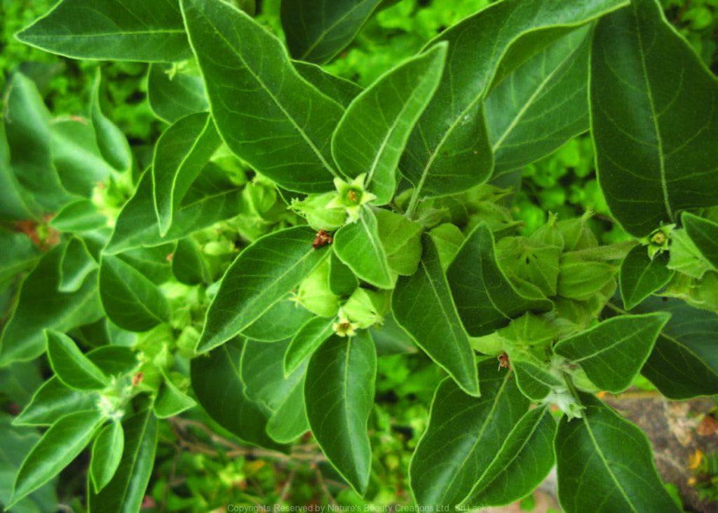 Ashwagandha (Withania somnifera, Schlafbeere) mit Blättern, Blüten und unreifen Früchten im natürlichen Wuchs.