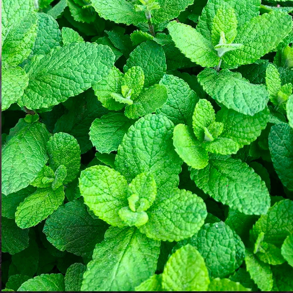 Dicht wachsende Muña (Minthostachys mollis) mit hellgrünen, leicht behaarten und runzeligen Blättern in Nahaufnahme.