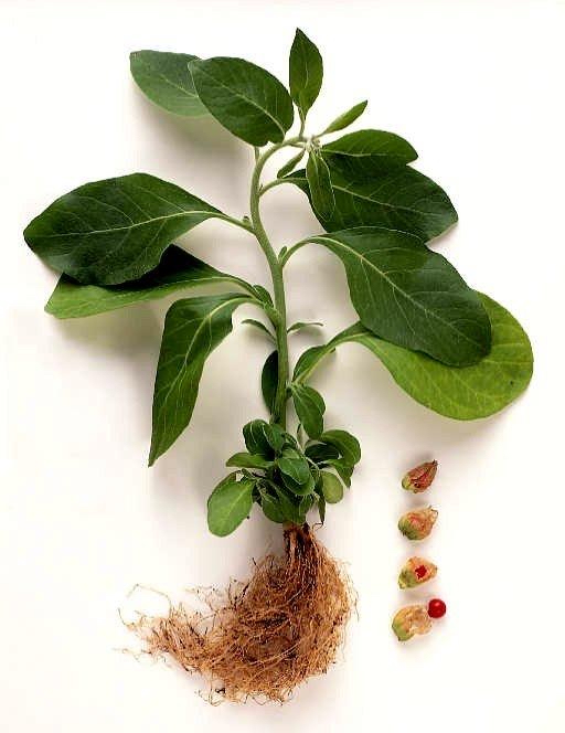 Ashwagandha-Pflanze mit grünen Blättern, freiliegenden Wurzeln und kleinen Früchten.
