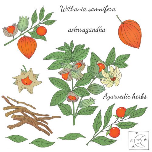 Illustration von Ashwagandha (Withania somnifera) mit Blättern, Blüten, roten Beeren und getrockneten Wurzeln.