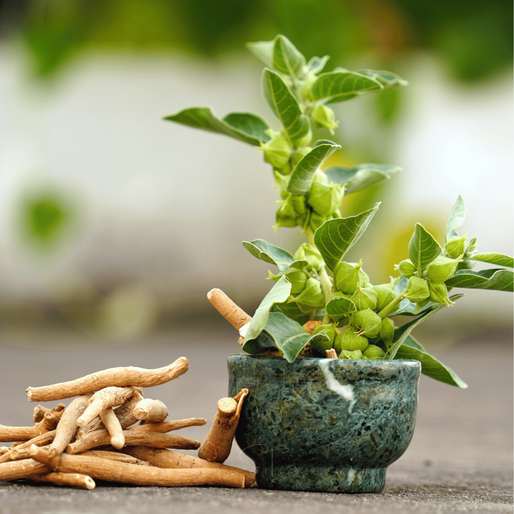 Ashwagandha (Withania somnifera) mit frischen Blättern und Früchten neben getrockneten Wurzeln in einer Steinschale.