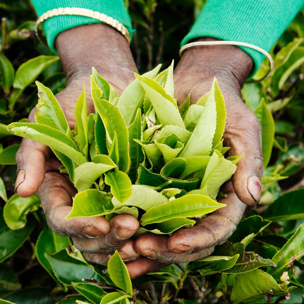 Frisch geerntete Blätter der Teepflanze (Camellia sinensis) in den Händen einer Erntekraft.