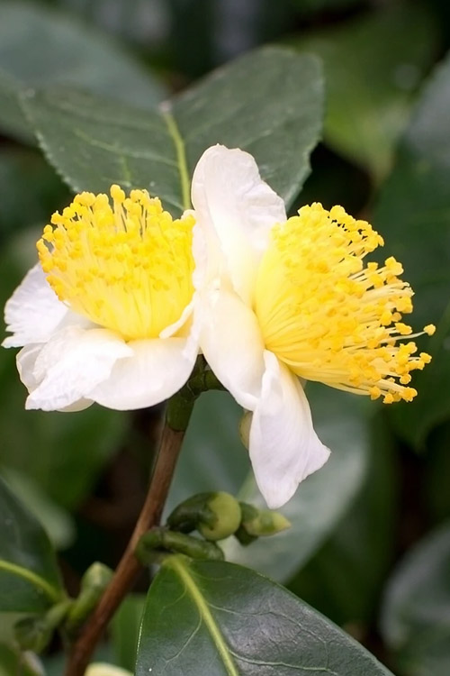 Weiße Blüte der Teepflanze Camellia sinensis mit auffälligen gelben Staubblättern und grünen Blättern.