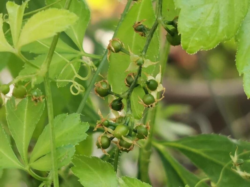 Jiaogulan (Gynostemma pentaphyllum) mit grünen Beerenfrüchten und Ranken an der Kletterpflanze im Garten.