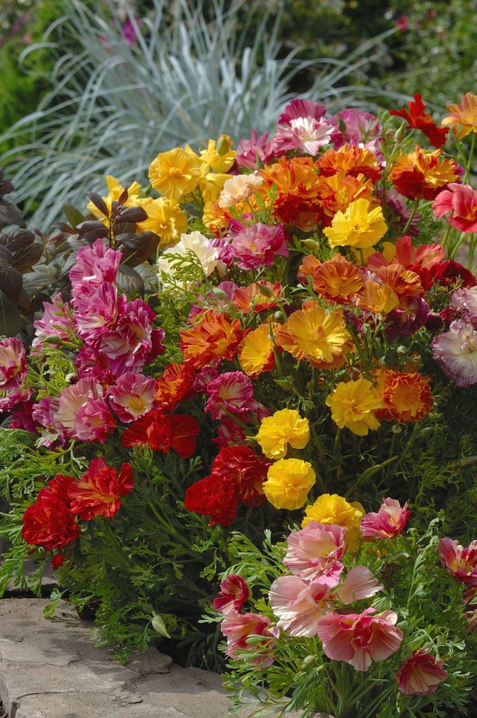 Zierformen von Eschscholzia californica (Kalifornischer Mohn) mit gefüllten und halbgefüllten Blüten in Gelb, Orange, Rot, Rosa und Creme.