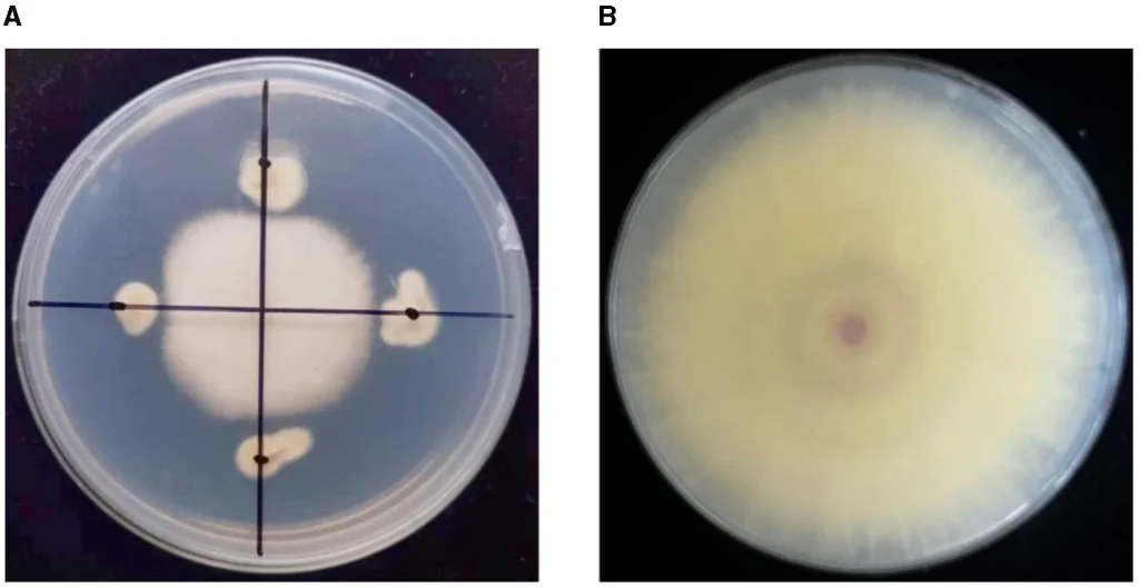 Pochonia chlamydosporia YNF2217 hemmt das Wachstum von Fusarium TR4 in einem Petrischalen-Antagonismustest; daneben die TR4-Kontrollkultur.