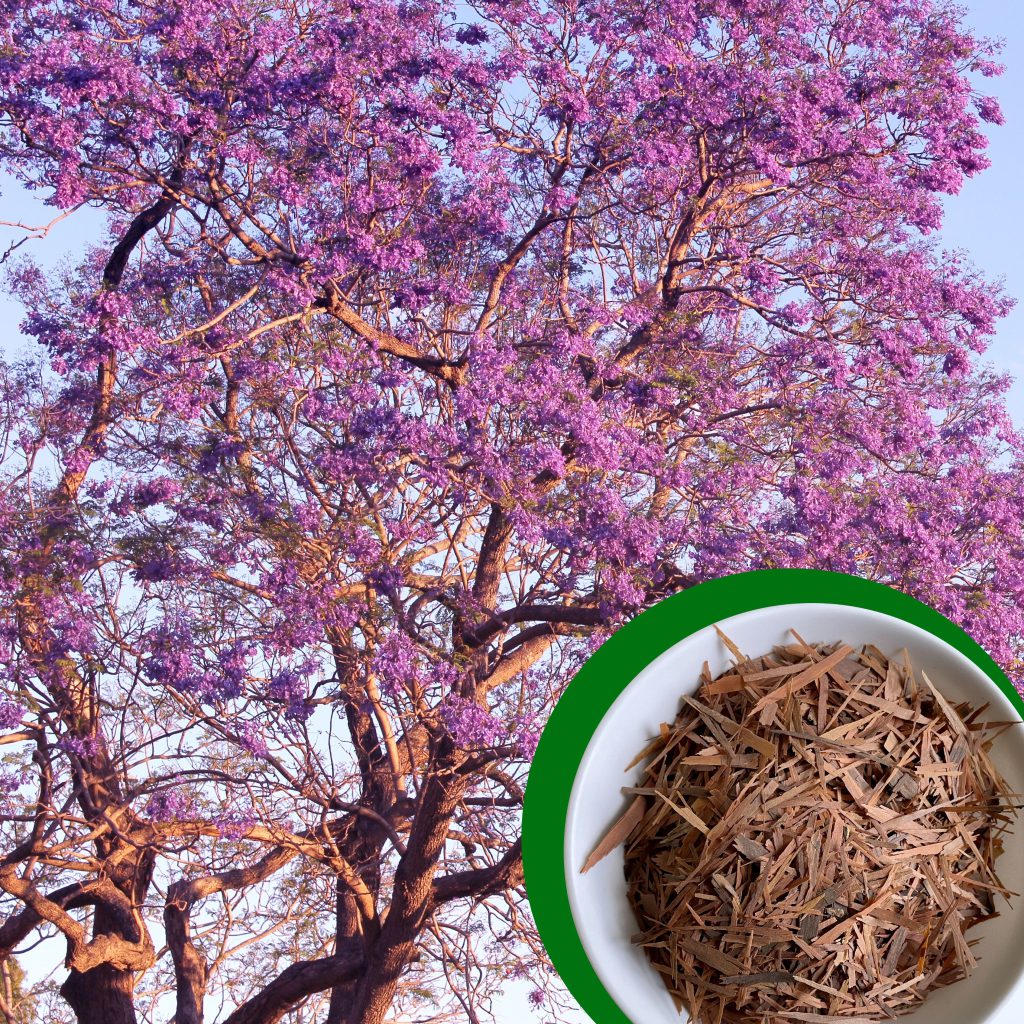 Blühender Lapacho-Baum (Tabebuia avellanedae) mit leuchtend violetten Blüten und getrockneter Lapacho-Rinde in einer Schale als Rohstoff für Lapacho-Tee.