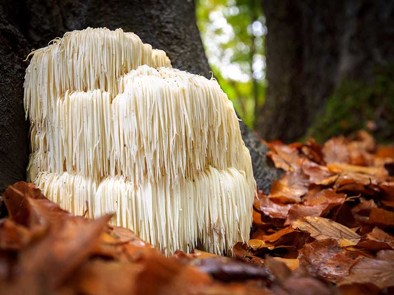 Hericium erinaceus Pilz (Lion’s Mane) mit weißen, langen Stacheln wächst am Fuß eines Baumes zwischen Herbstlaub.