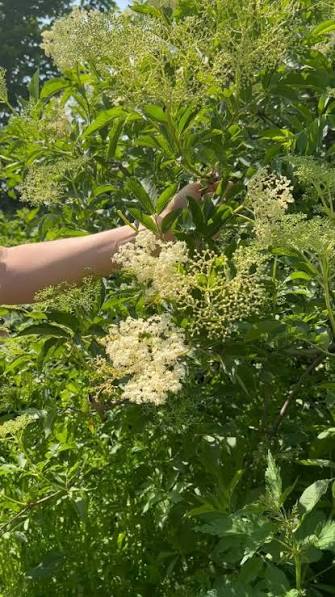 Hand hält einen blühenden Zweig von Muira Puama (Ptychopetalum olacoides) mit weißen Blütenständen und grünen Blättern im Sonnenlicht.