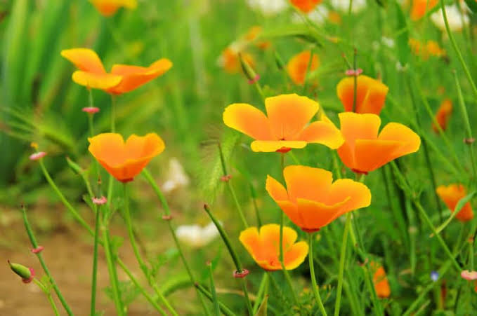 Eschscholzia californica (Kalifornischer Mohn) mit leuchtend orangefarbenen Blüten und fein gefiedertem Laub auf einer blühenden Wildblumenwiese.