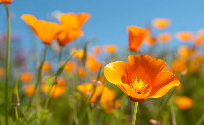 Leuchtend orange Blüte von Eschscholzia californica (Kalifornischer Mohn) auf einer sommerlichen Wildblumenwiese mit blauem Himmel.