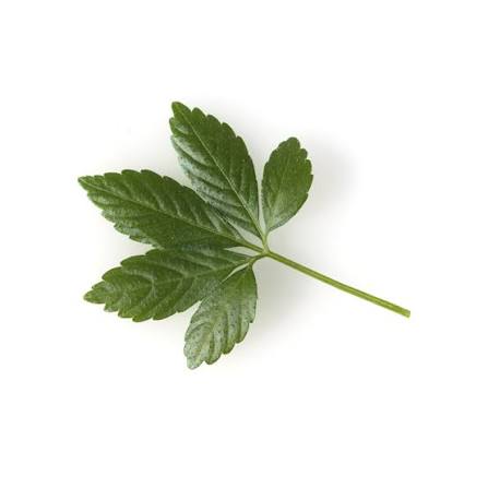 Jiaogulan-Blatt (Gynostemma pentaphyllum) mit fünf gezackten Fiederblättern auf weißem Hintergrund.