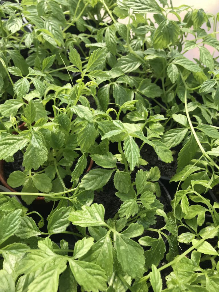 Jiaogulan (Gynostemma pentaphyllum) mit frischen grünen Trieben und charakteristischen fünfteiligen Blättern als kräftige Jungpflanzen im Topf.