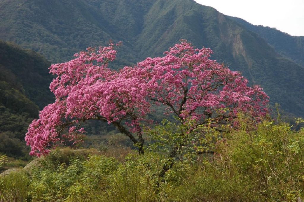 Lapacho-Baum (Tabebuia avellanedae) mit üppiger rosa Blüte in den südamerikanischen Anden – Quelle der Lapacho-Rinde für Lapacho-Tee.