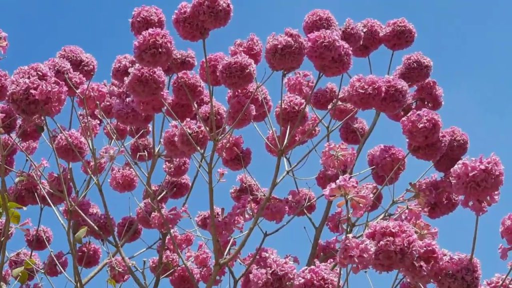 Blühender rosa Lapacho-Baum (Tabebuia avellanedae) mit zahlreichen rosafarbenen Blüten vor blauem Himmel – der südamerikanische Baum ist als Quelle der Lapacho-Rinde für Lapacho-Tee bekannt.
