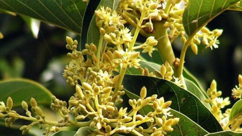 Blüten und Knospen von Muira Puama (Ptychopetalum olacoides) mit gelblich-weißen Blütenständen und grünen Blättern in Nahaufnahme.