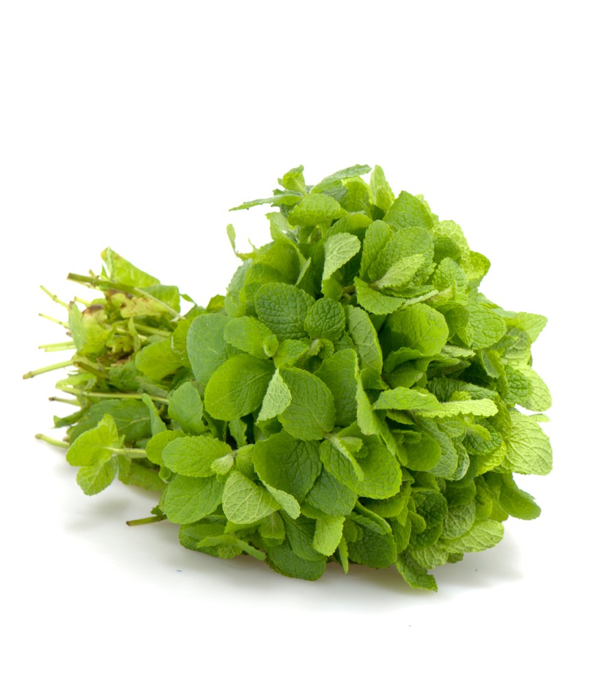 Frischer Bund Muña (Minthostachys mollis) mit hellgrünen aromatischen Blättern auf weißem Hintergrund.