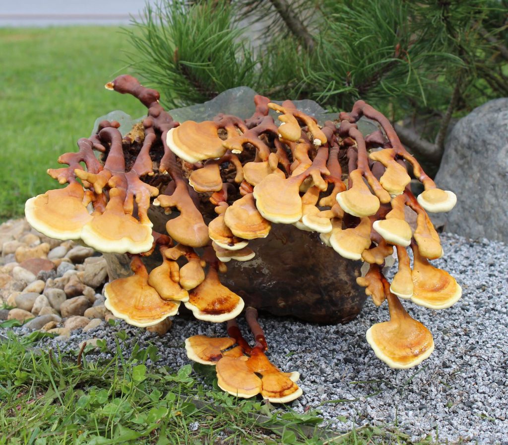 Reishi-Pilze (Ganoderma lucidum) wachsen auf einem Baumstamm im Garten.
