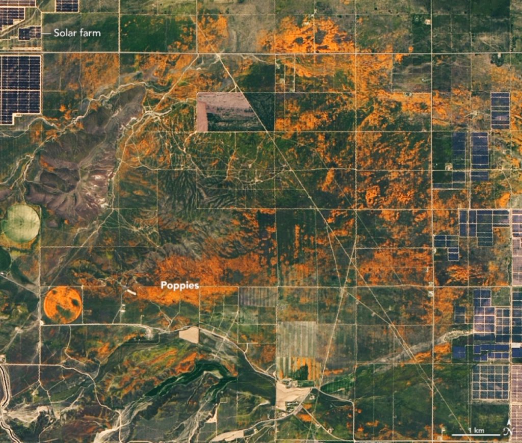 NASA-Satellitenbild einer Superbloom von Eschscholzia californica (Kalifornischer Mohn) mit weitläufigen orangefarbenen Blütenteppichen in der kalifornischen Wüstenlandschaft.