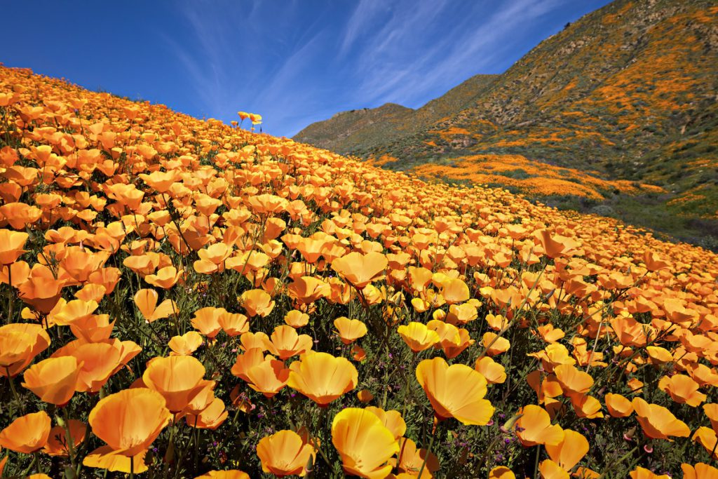 Großflächige Blüte von Eschscholzia californica (Kalifornischer Mohn) in einer kalifornischen Hügellandschaft mit tausenden orangefarbenen Blüten.