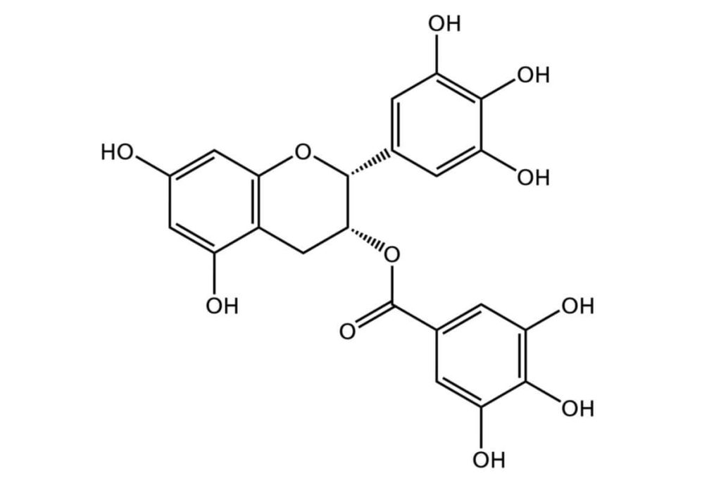 Chemische Strukturformel von Epigallocatechingallat (EGCG), einem antioxidativen Catechin aus Grüntee und Matcha.