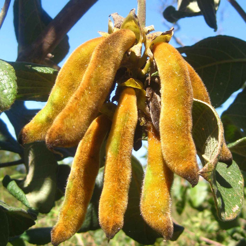 Samtbohne (Mucuna pruriens) mit samtig behaarten Hülsen an der Kletterpflanze