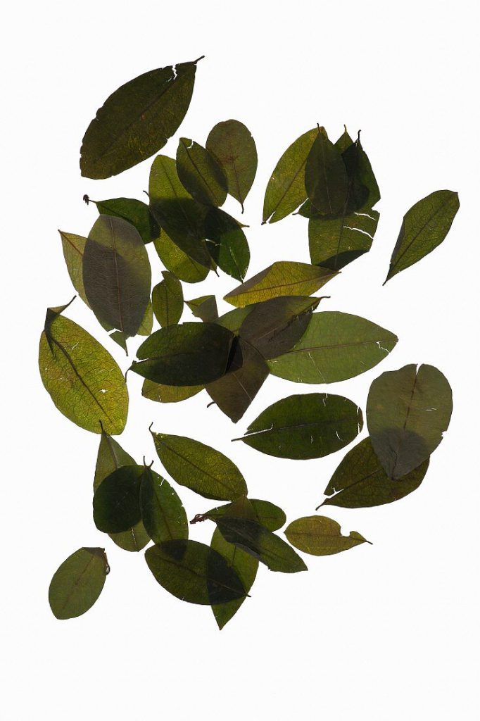 Getrocknete Kokablätter (Erythroxylum coca) auf weißem Hintergrund
