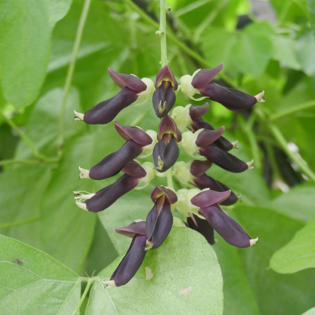 Blüten der Samtbohne (Mucuna pruriens) mit dunkelvioletten Blütenständen und grünen Blättern