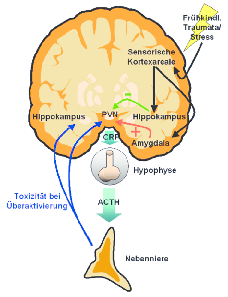 Schematische Darstellung der HPA-Achse mit Hypothalamus, Hypophyse und Nebenniere sowie ihrer Regulation durch Hippocampus, Amygdala und sensorische Kortexareale bei Stress.