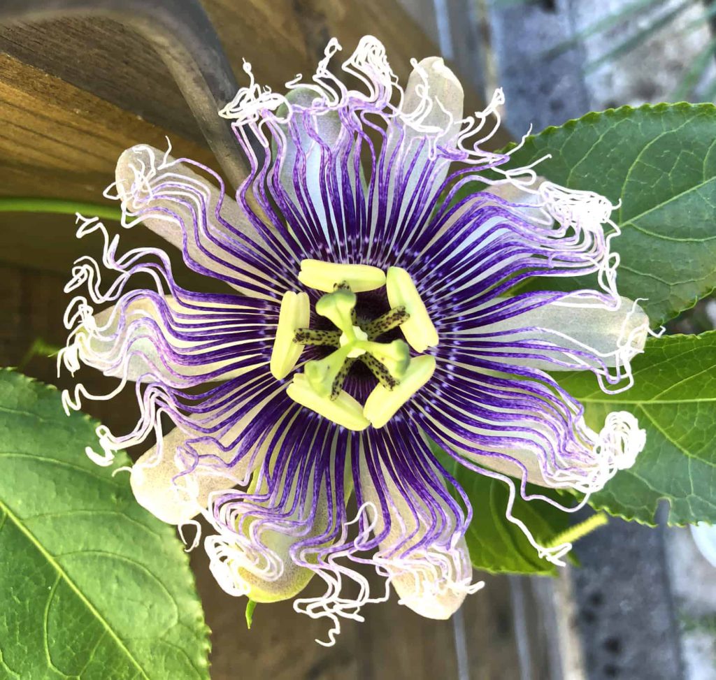 Nahaufnahme einer Passionsblume mit auffälligen violett-weißen Strahlenfäden, gelben Staubbeuteln und grünen Blättern.