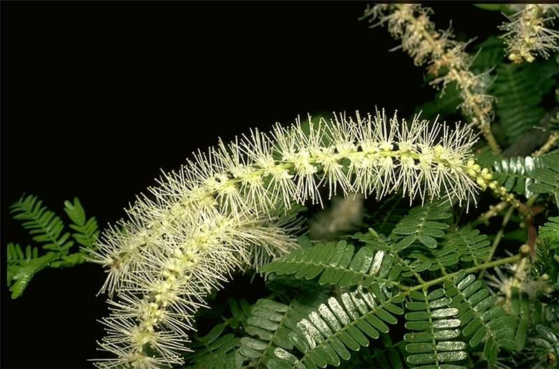 Mimosa tenuiflora (Mimosa hostilis) mit weißen Blütenständen und gefiederten Blättern