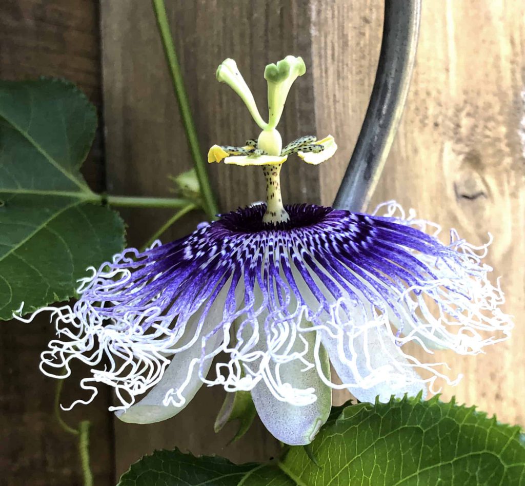 Seitenansicht einer Passionsblüte mit violett-weißer Strahlenkrone, hellen Blütenblättern und markantem, erhöhtem Blütenzentrum.
