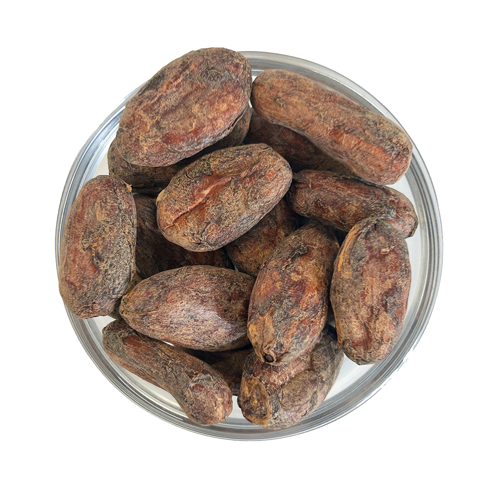 Bio-Kakaobohnen (Theobroma cacao) in einer Glasschale – ganze getrocknete Kakaobohnen zur Herstellung von Kakao und Kakaomasse