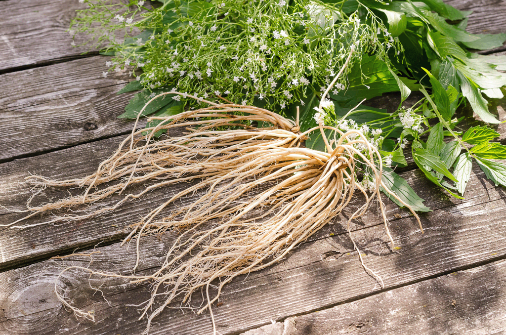 Frisch ausgegrabene Baldrianwurzel (Valeriana officinalis) mit grünen Blättern und weißen Blüten auf einem Holztisch.
