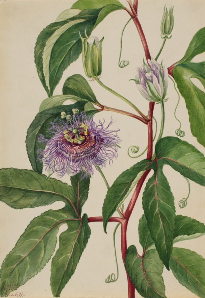 Botanische Illustration der Passionsblume Passiflora incarnata von Mary Vaux Walcott aus dem Jahr 1926 mit violetter Blüte, Knospen, dreilappigen Blättern und Ranken.