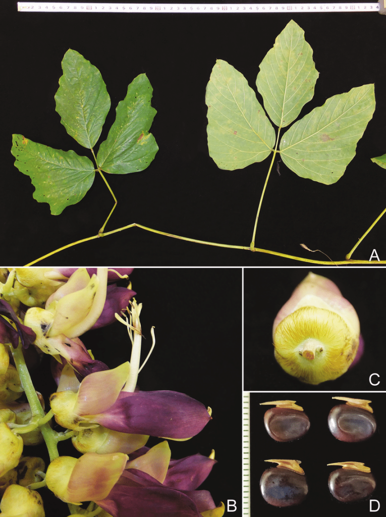 Samtbohne (Mucuna pruriens) mit dreiteiligen Blättern, violetten Blüten und dunklen Samen