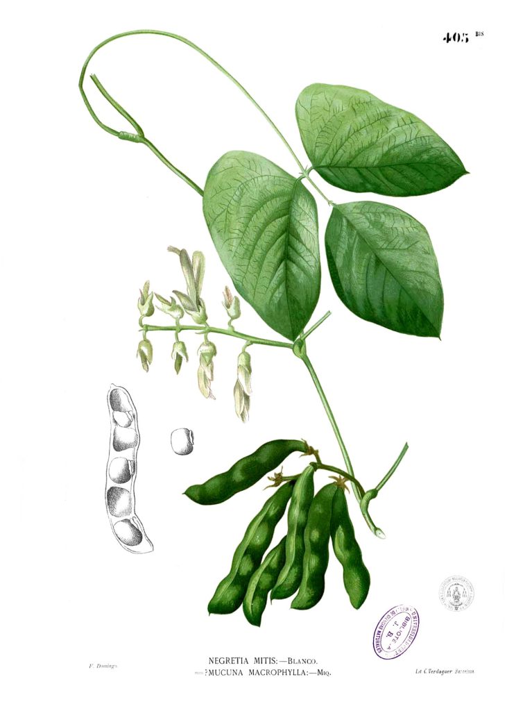 Historische botanische Illustration der Samtbohne (Mucuna pruriens) mit Blättern, Blüten, Hülsen und Samen
