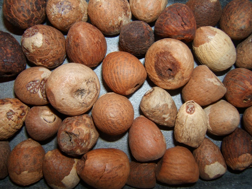 Getrocknete Arekanüsse (Areca catechu), auch Betelnüsse genannt – Samen der Arekapalme