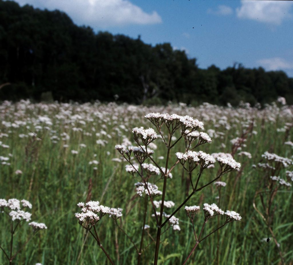Echter Baldrian (Valeriana officinalis) mit weißen Blüten auf einer naturbelassenen Feuchtwiese.