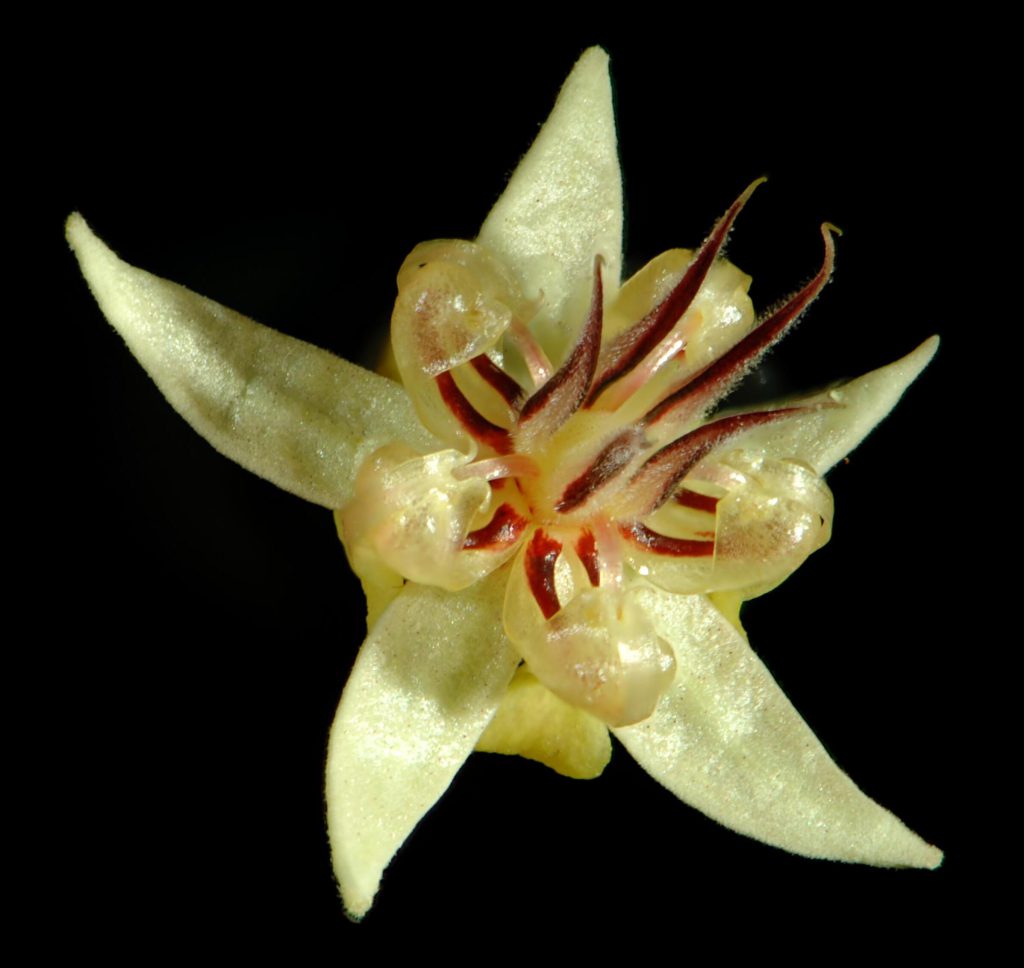Blüte des Kakaobaums (Theobroma cacao) mit cremefarbenen Blütenblättern und rötlichen Staubblättern in Nahaufnahme