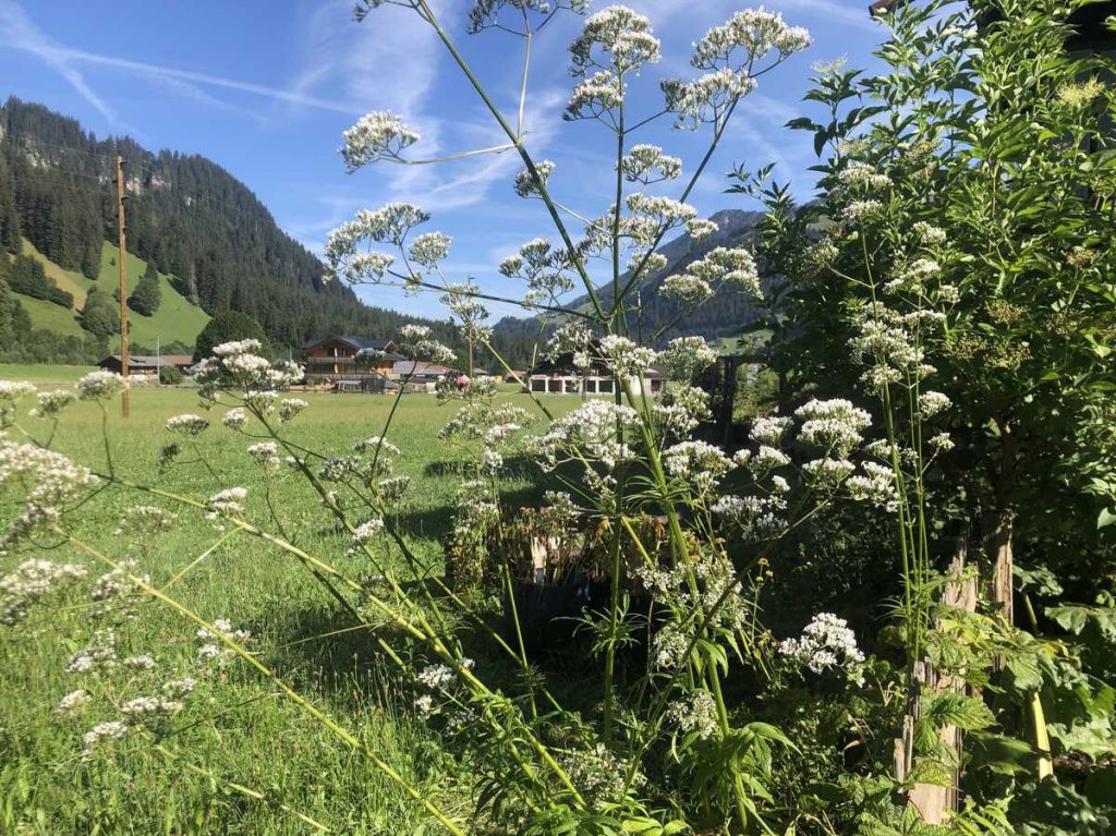 Echter Baldrian (Valeriana officinalis) mit weißen Blüten auf einer Bergwiese in alpiner Landschaft.